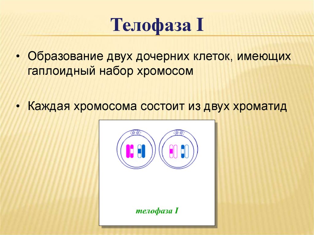 Процессы телофазы 1 мейоза