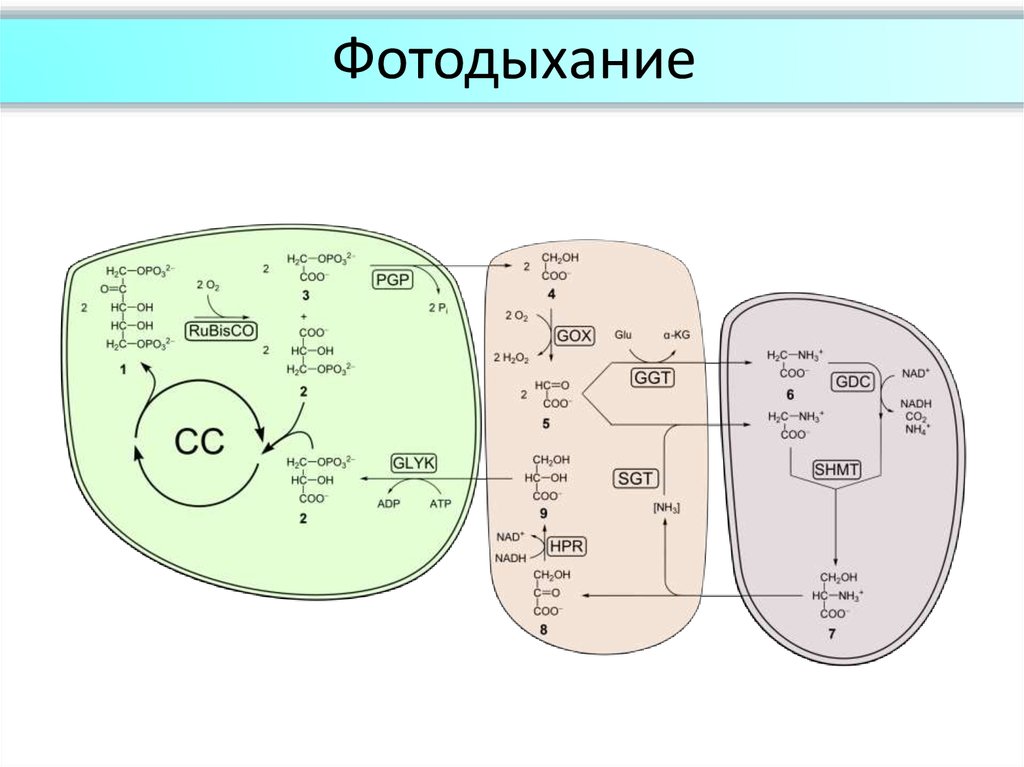 Фотодыхание это. Фотодыхание с2 путь фотосинтеза. Схема фотодыхания. Фотодыхание биохимия. С2 фотосинтез фотодыхание.