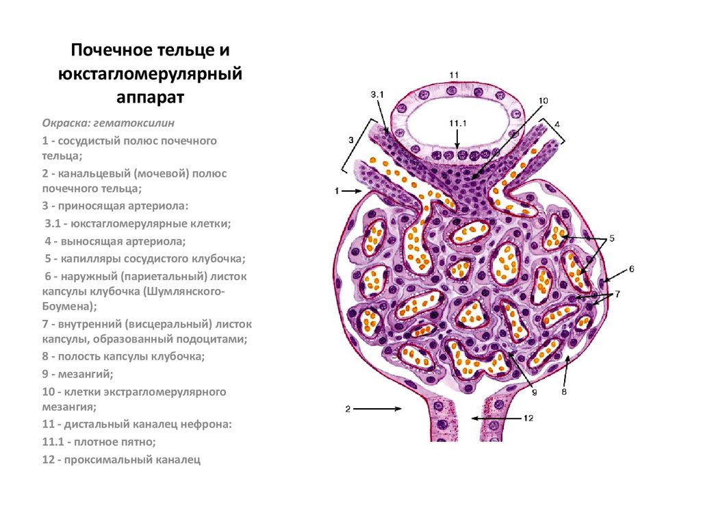 Почечное тельце на рисунке отмечено цифрой