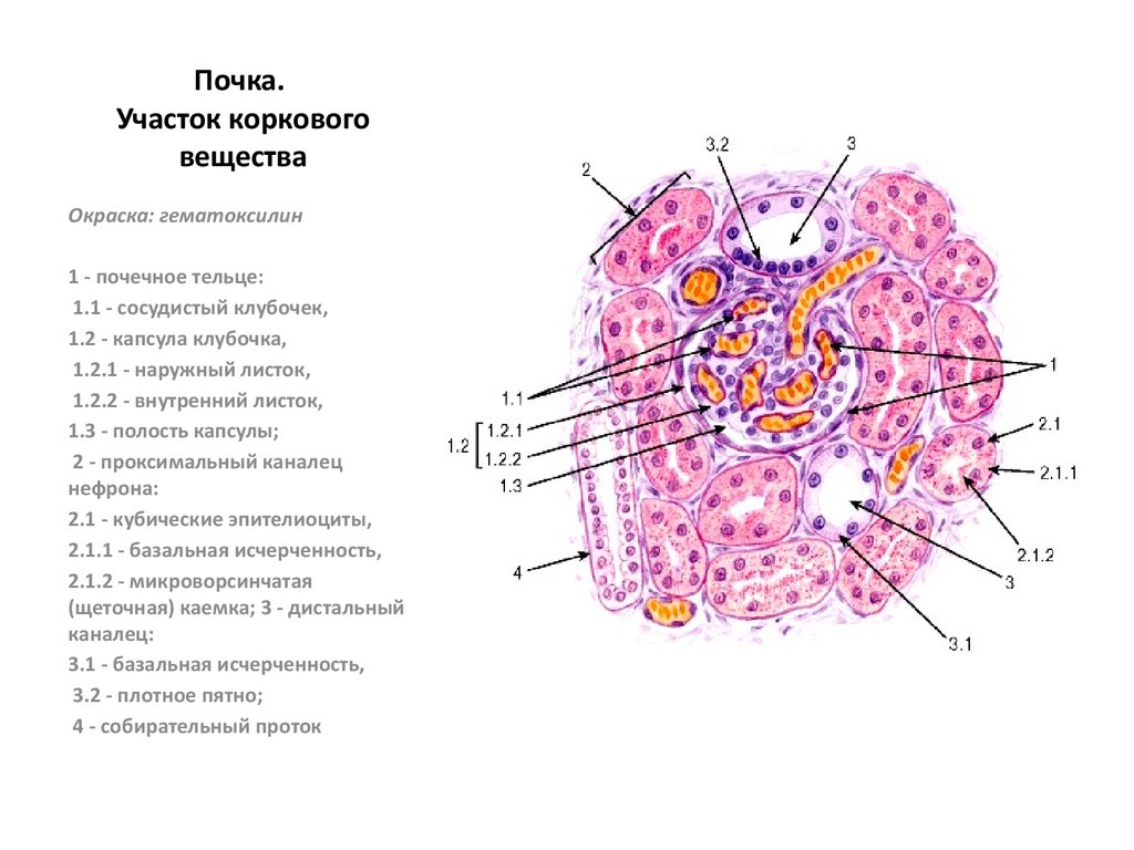 Почка гистология. Корковое вещество почки гистология препарат. Строение почки гистология препарат. Почечный клубочек гистология. Нефрон гистология препарат.