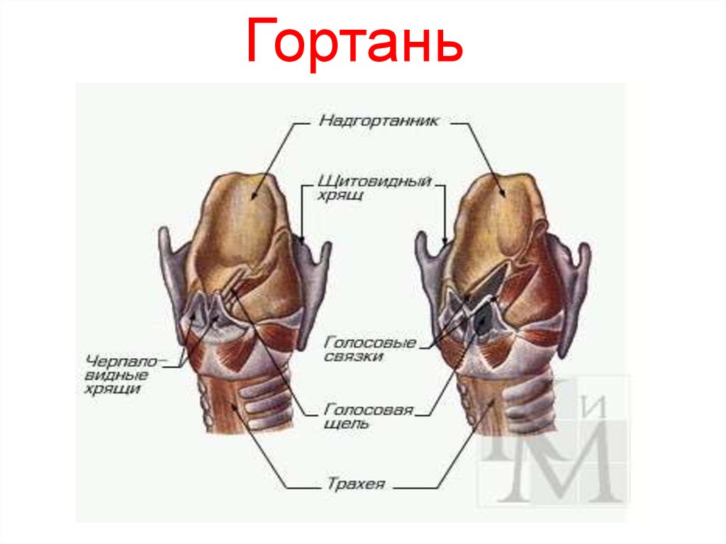 Гортань рисунок с подписями