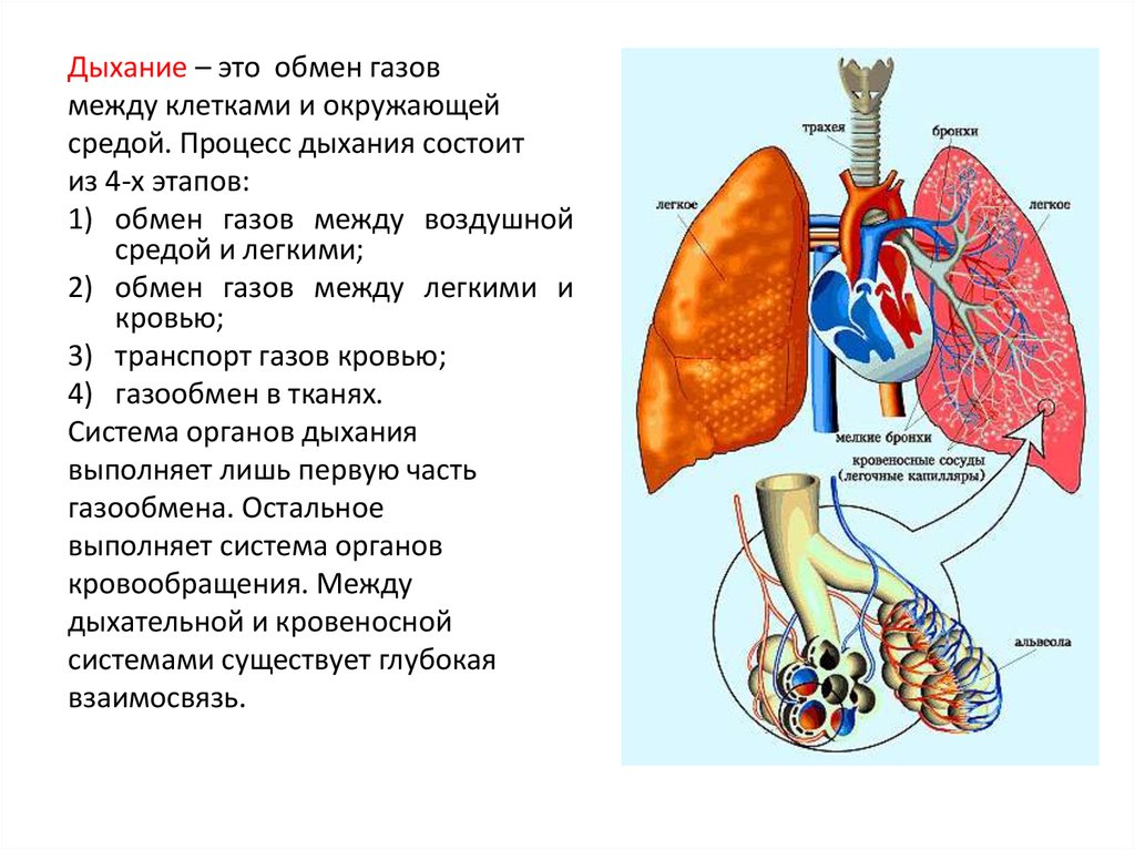 Дыхание человека презентация