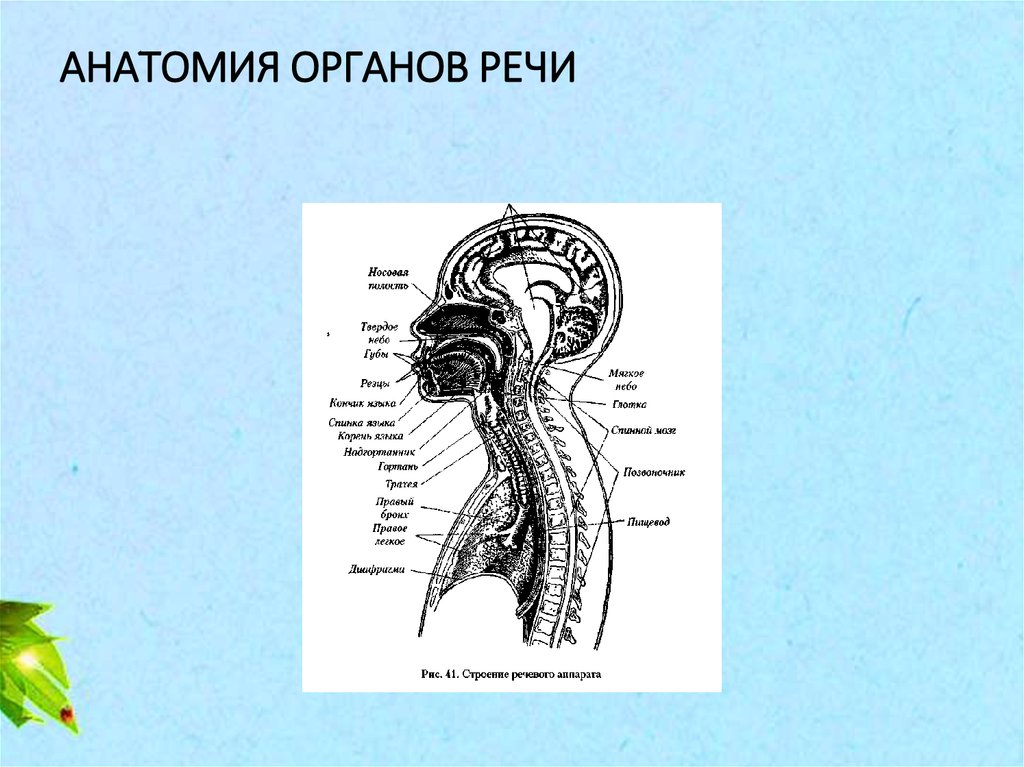 Анатомия речи зрения