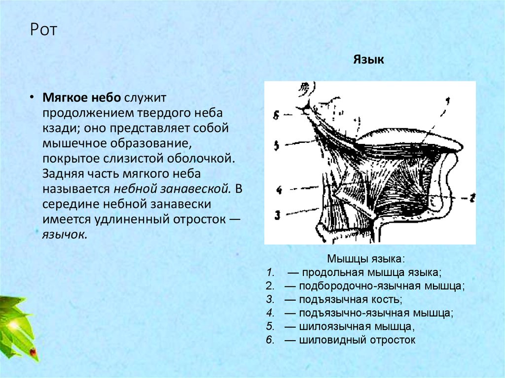 Анатомия физиология и патология речи