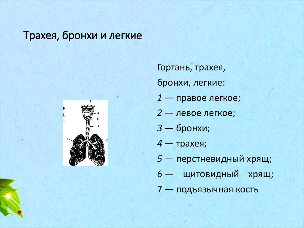 Анатомия физиология и патология органов слуха презентация