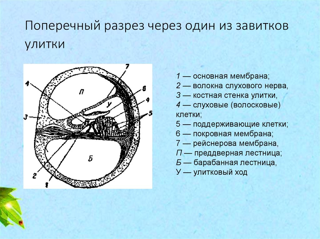 Схема поперечного среза улитки