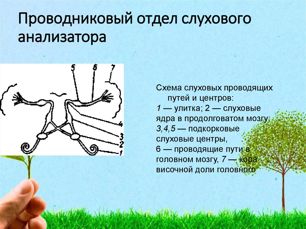 Проводниковый отдел анализатора