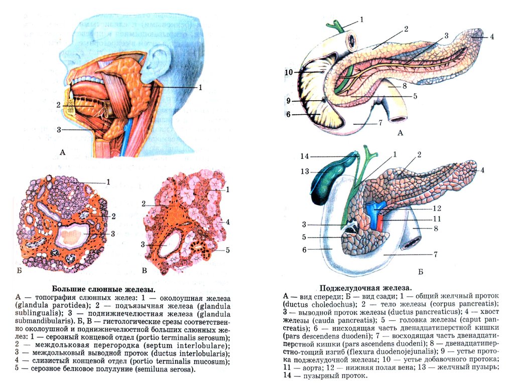 Околоушная железа строение. Топография поджелудочной желез. Пищеварительные железы выводные протоки. Поджелудочная железа анатомия топография. Строение крупных пищеварительных желез.