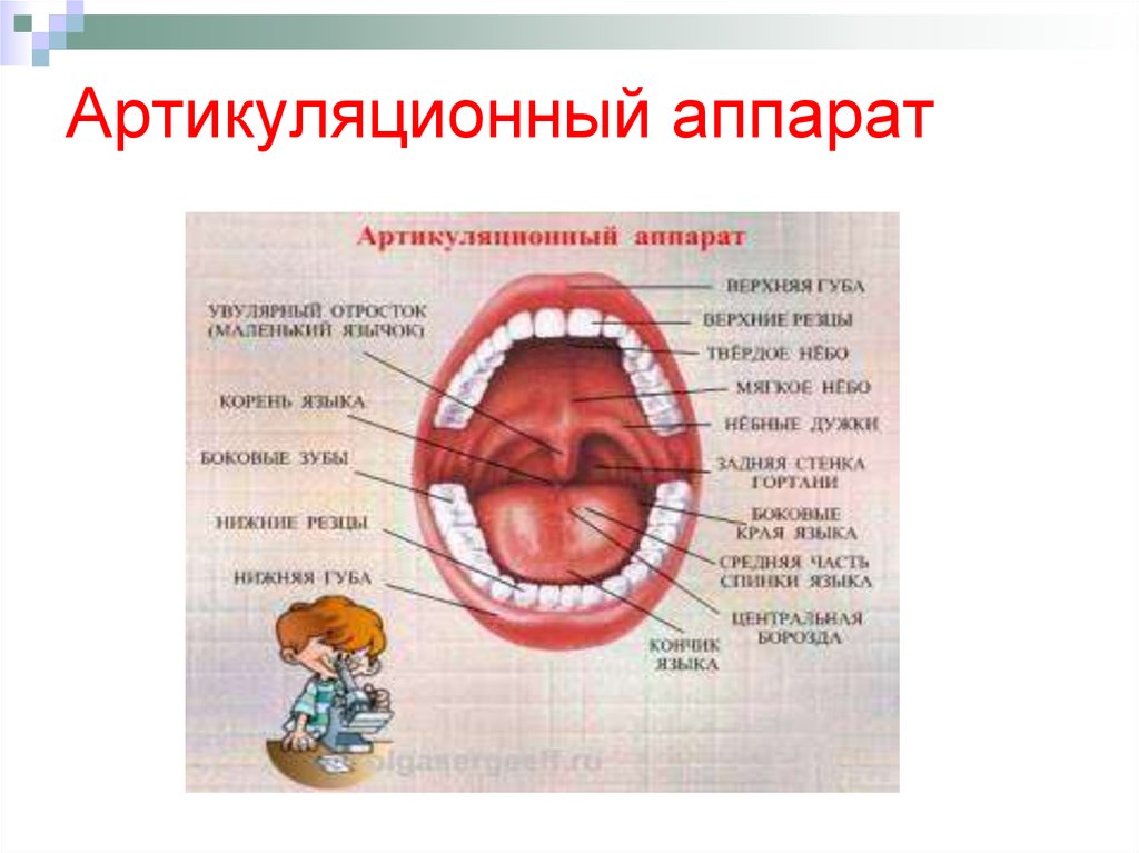 Строение артикуляционного аппарата логопедия речевая карта