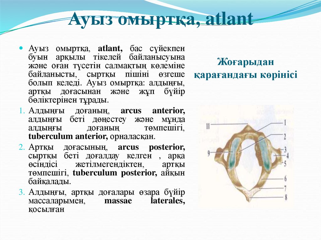 Буын синдромы презентация