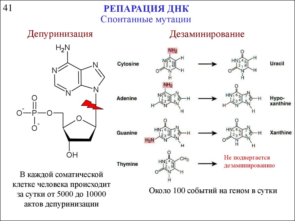 Репарация днк презентация