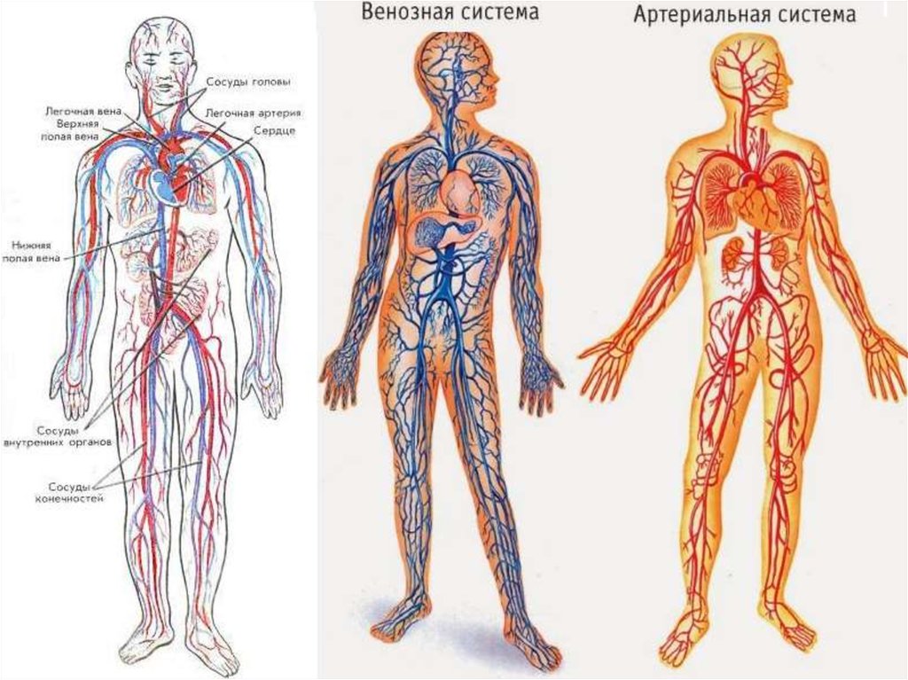 Вены и артерии схема. Артерии и вены человека схема. Венозная система и артериальная система. Кровеносная система человека циркуляция крови. Венозная система человека анатомия схема.