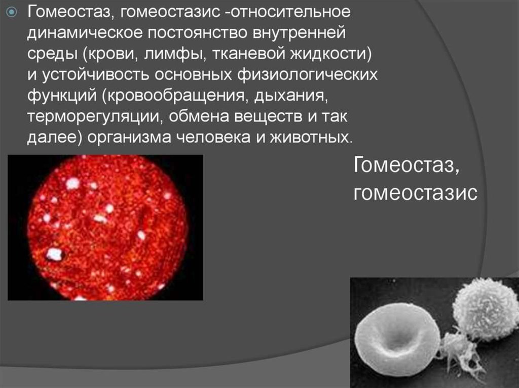 Гомеостаз постоянство. Гомеостаз. Понятие о гомеостазе. Гомеостаз в организме человека. Гомеостаз это постоянство внутренней.