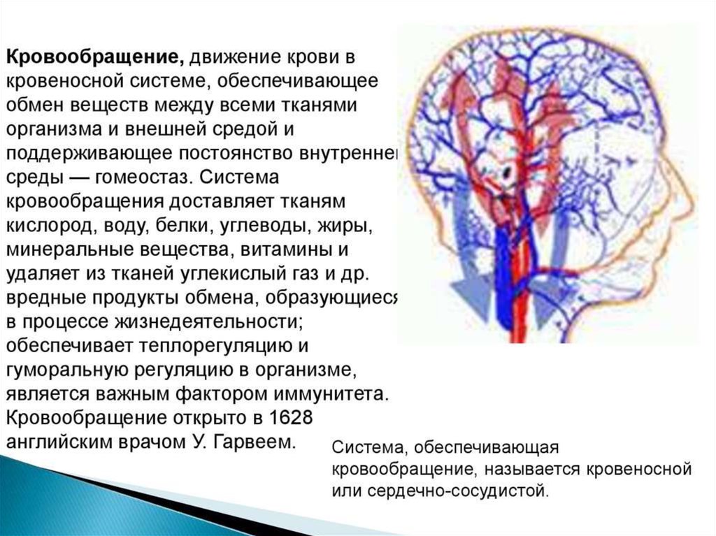 Значение кровообращения. Кровеносная система движение крови. Кровообращение кровоснабжение кровотечение. Движение по кровеносной системе. Кровообращение поглощение или выделение энергии.