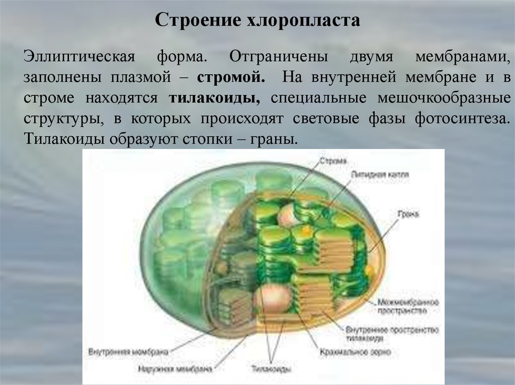 Внутреннее строение хлоропласта
