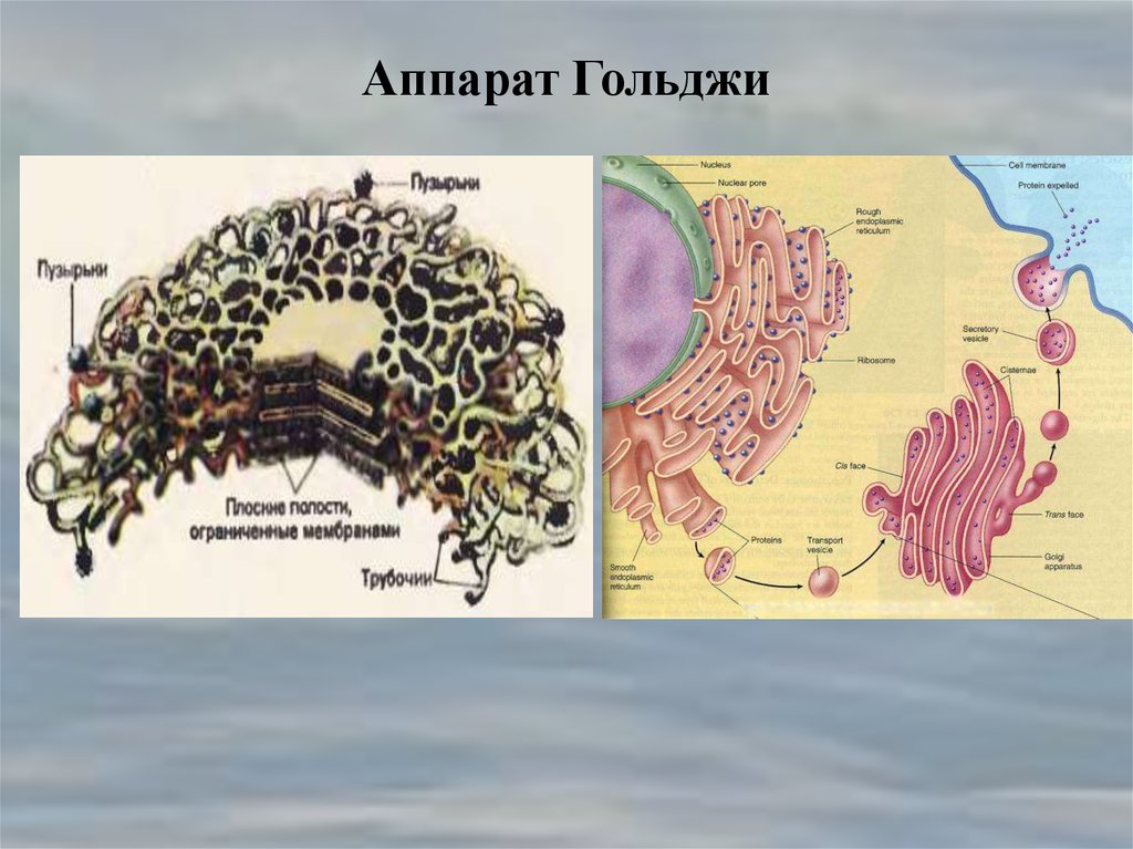 Аппарат гольджи картинка