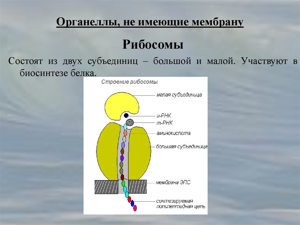 Мембрана сколько. Рибосомы образованы мембранами. Рибосома строение мембрана. Рибосомы на мембране клеток. Рибосомы располагаются мембранных органоидов.