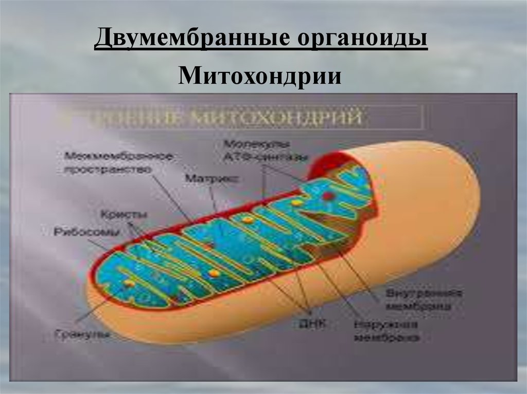 Органоиды митохондрии строение. Плазмалемма двумембранный органоид. Митохондрия это одномембранный органоид. Митохондрии двумембранные органоиды. Двумембранные органоиды клетки митохондрии.