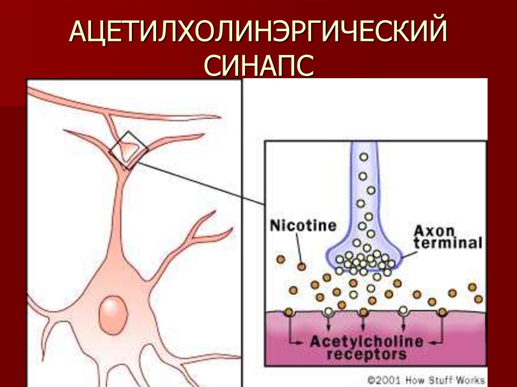 How works c. Никотин и синапсы. Nicotine and acetylcholine. Mexanoreseptor, xemoreseptor, termoreseptor, fotoretseptor, og'Riq retseptorlari, interoretseptor.