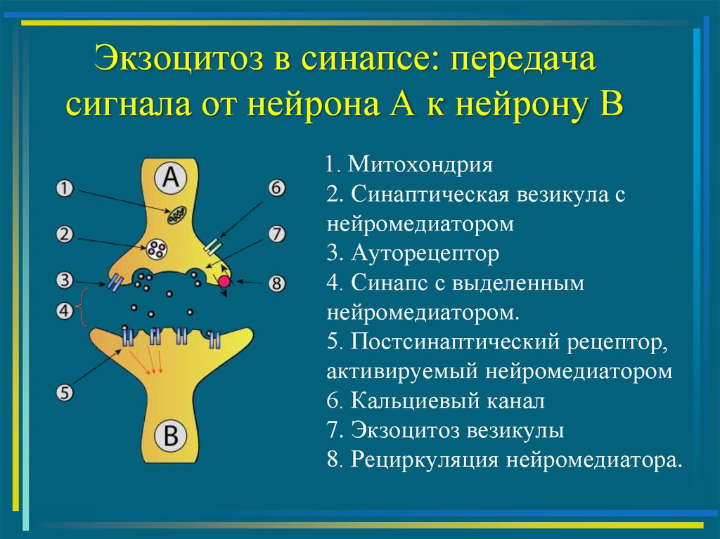 Сигнал нейрона. Передача сигнала в синапсе. Синапс физиология. Синаптические везикулы с нейромедиатором. Постсинаптические рецепторы.