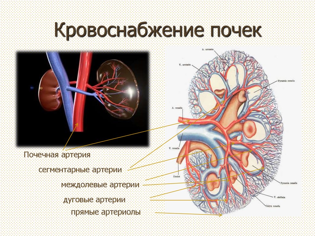 Почечные вены какая кровь. Анатомия человека кровеносная система почек. Строение артерий почки. Система кровоснабжения почки. Строение почки кровеносные сосуды.