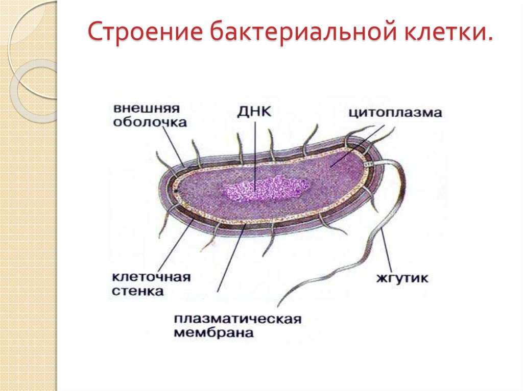 Прокариоты ответ 3. Схема строения бактериальной клетки рисунок. Схема строения бактериальной клетки 5 класс. Обобщенная схема строения бактериальной клетки. Строение бактериальной клетки рисунок.