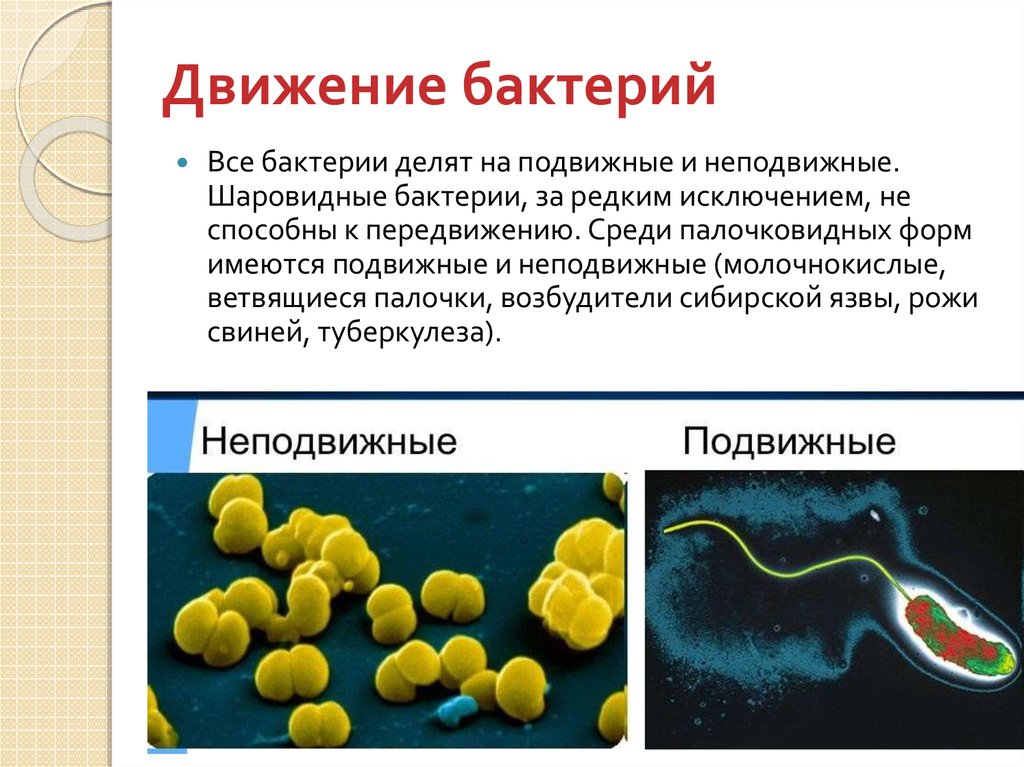 Вывод о разнообразии форм тела бактерий. Подвижные и неподвижные формы бактерий. Движение бактерий 5 класс биология. Движение жгутиков бактерий. Подвижные бактерии.