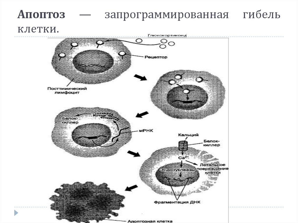 Клетка умирает. Апоптоз как запрограммированная клеточная смерть. Апоптоз управляемая смерть клетки. Апоптоз запрограммированная гибель клетки. Физиологическая запрограммированная гибель клетки.