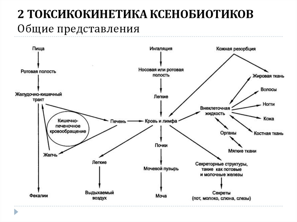 Ксенобиотики примеры. Пути поступления ксенобиотиков в организм человека. Схема метаболизма ксенобиотиков. Пути поступления и распределения ксенобиотиков. Пути поступления ксенобиотиков в организм человека схема.