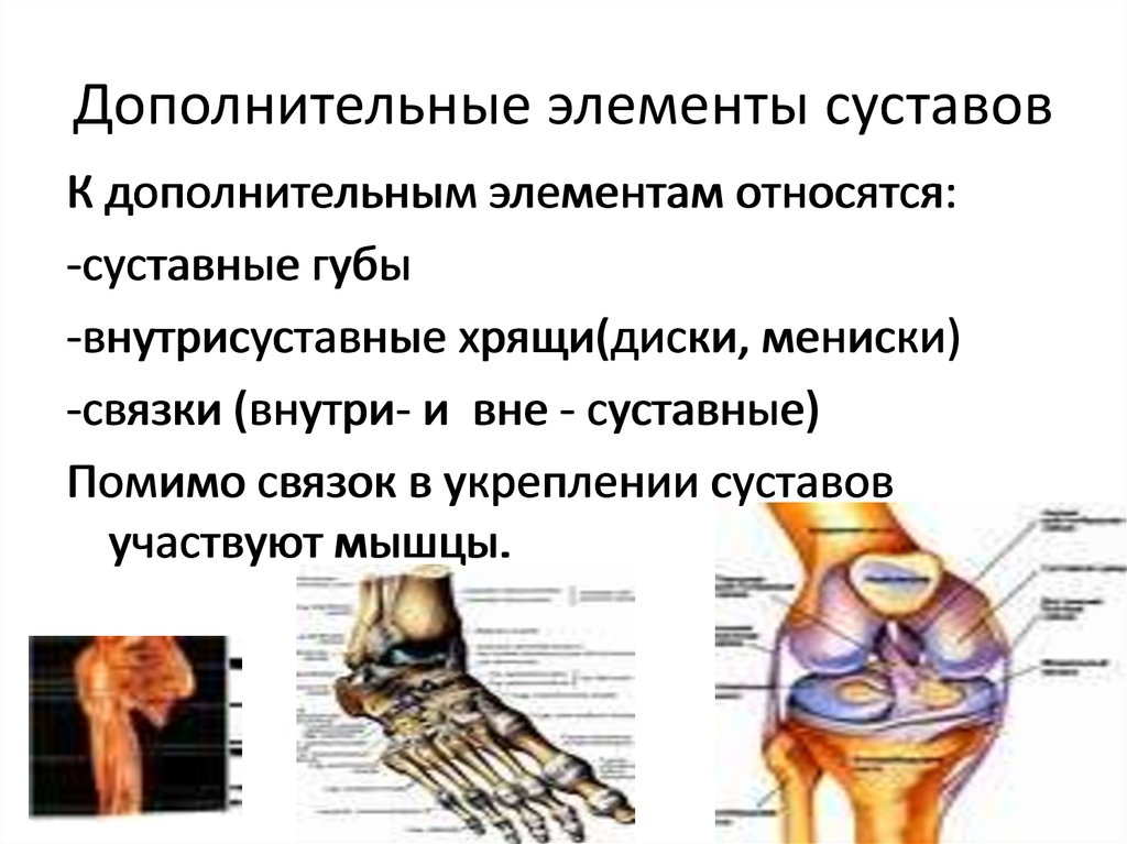 Основные элементы сустава