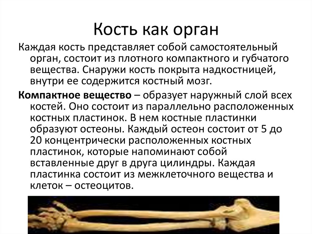 Химические свойства костей человека. Кость как орган. Состав кости как органа. Строение кости как органа. Кость как орган виды костей.