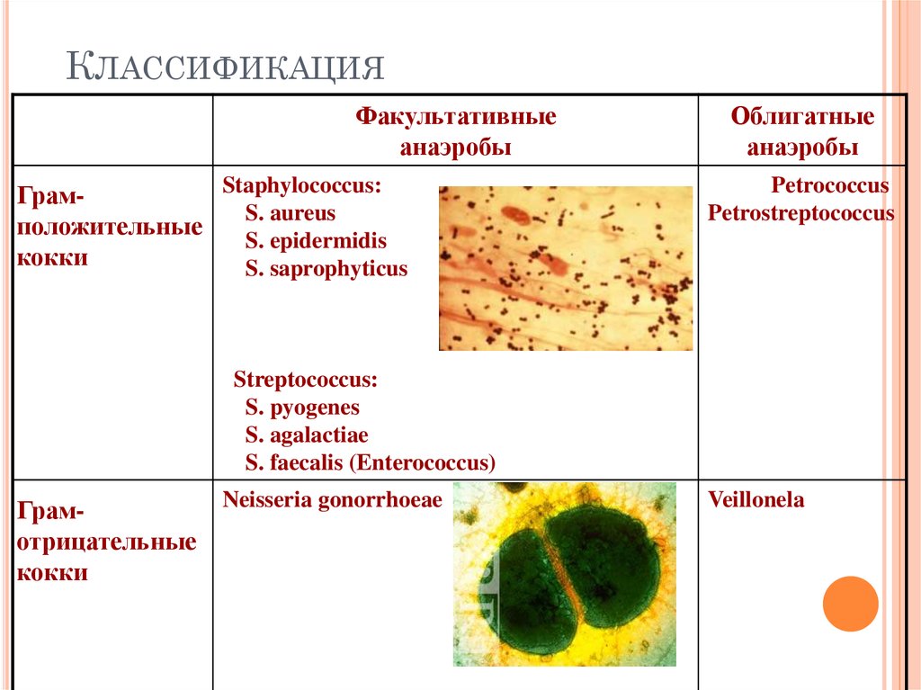 Анаэробные организмы. Грамположительные кокки факультативные анаэробы. Стафилококки факультативные анаэробы. Факультативно анаэробные грамотрицательные кокки. Факультативные аэробные микроорганизмы грамположительные палочки.