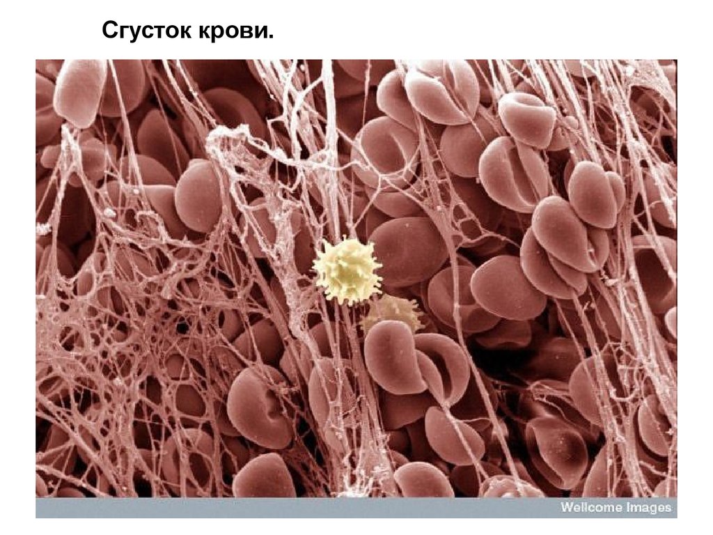 Ахроматический микроскоп по проекту эйлера фусса