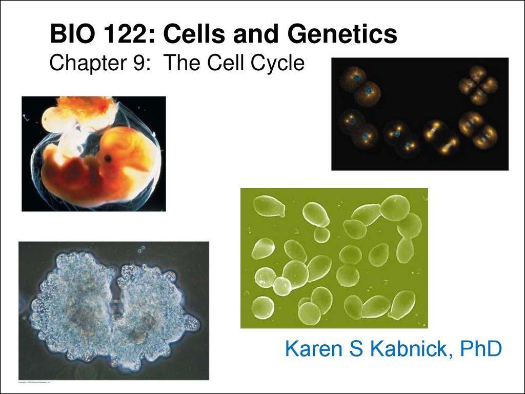 Bio cells