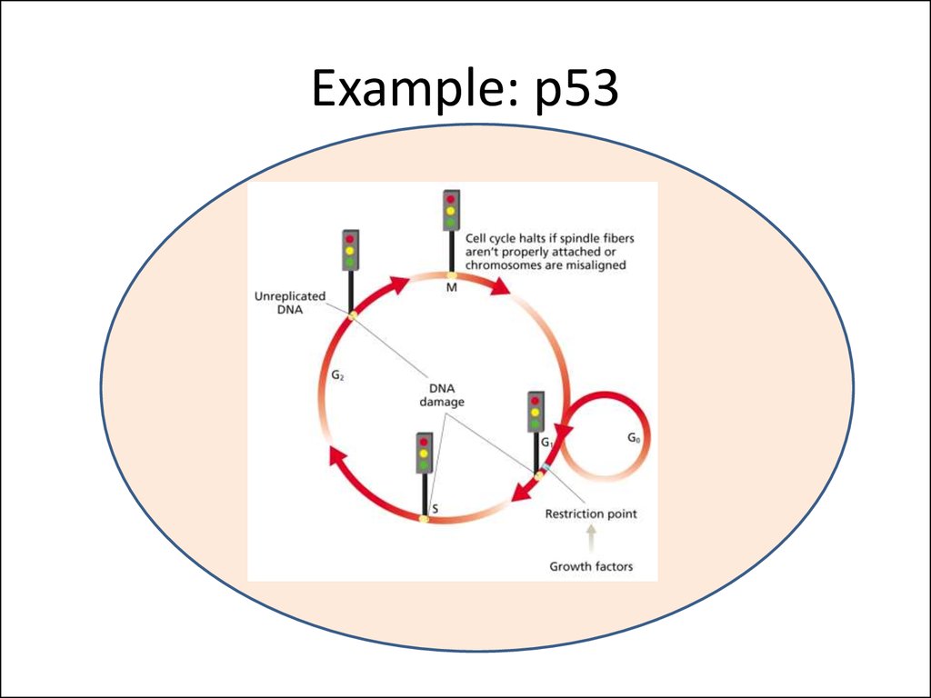 Example: p53