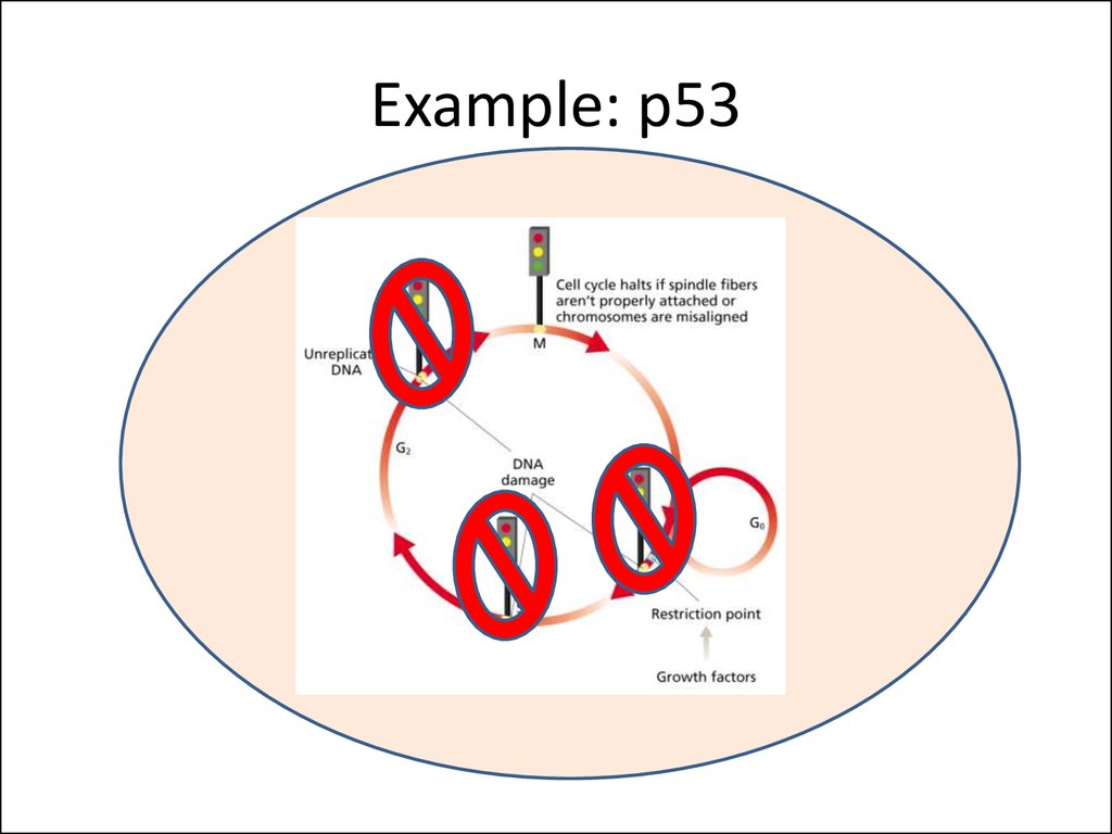 Example: p53