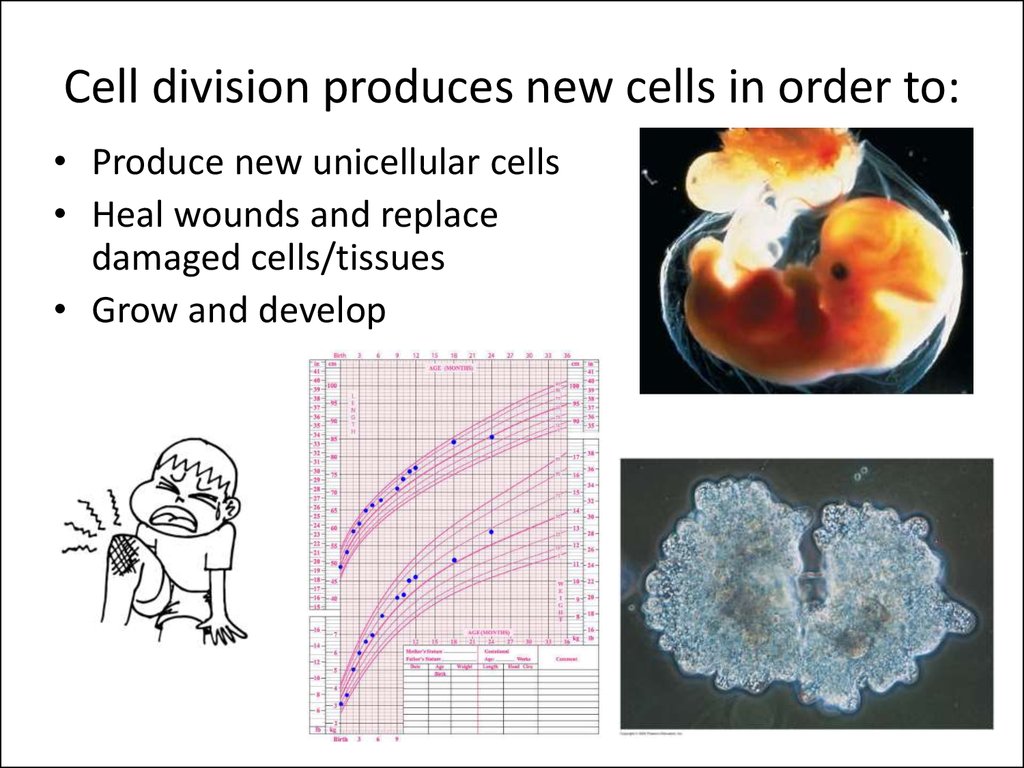 Cell division produces new cells in order to: