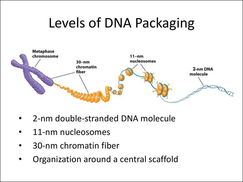 Levels of DNA Packaging