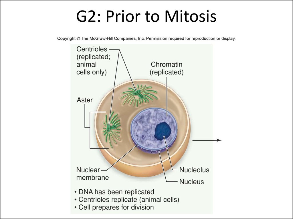 G2: Prior to Mitosis