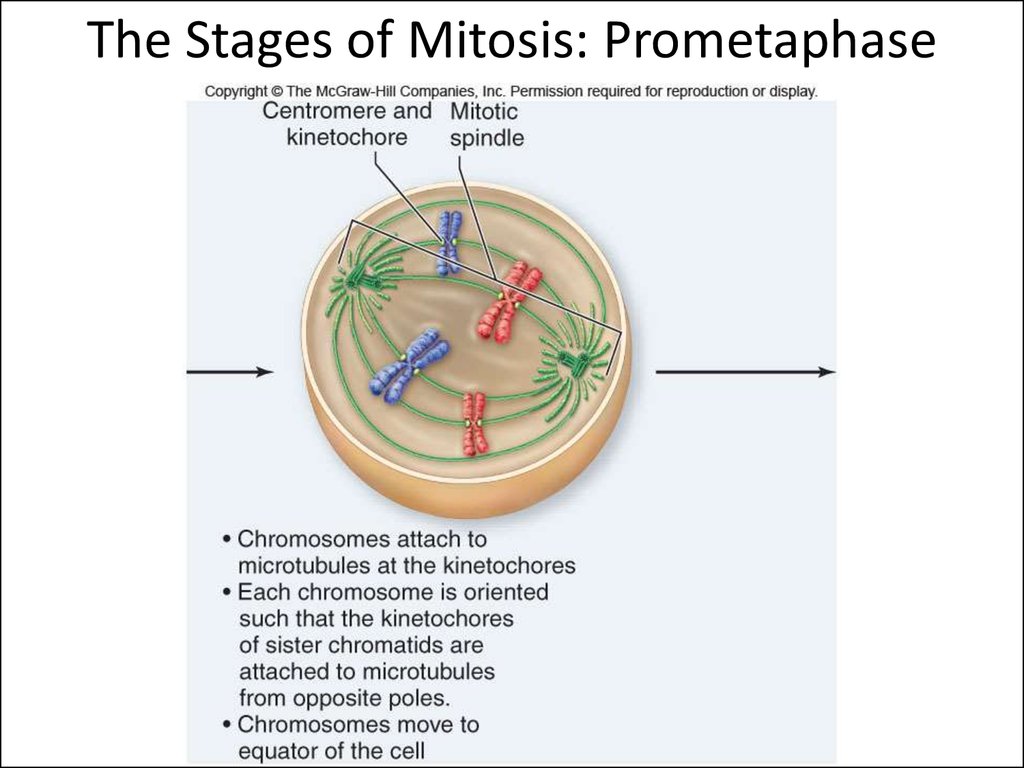 The Stages of Mitosis: Prometaphase