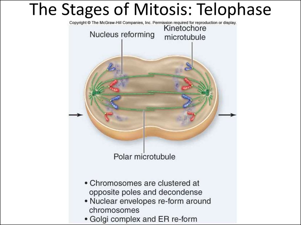 The Stages of Mitosis: Telophase