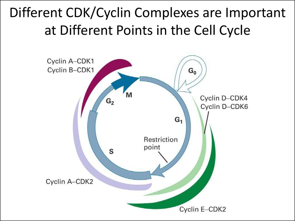 Different point. Регуляция клеточного цикла циклины. Белки регуляторы клеточного цикла. Точки рестрикции клеточного цикла. Циклины митотический цикл.