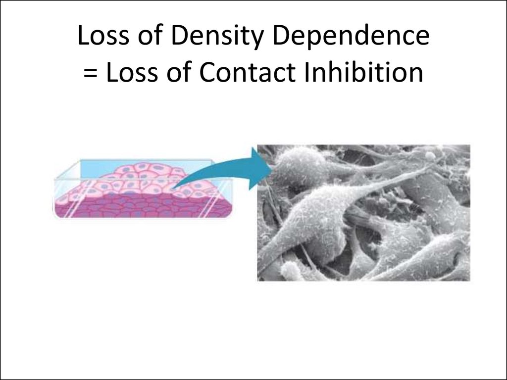Loss of Density Dependence = Loss of Contact Inhibition