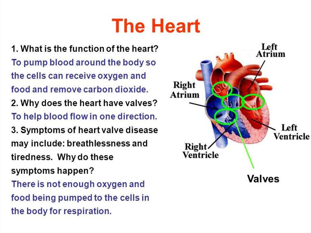 Structure of the heart valves - презентация онлайн