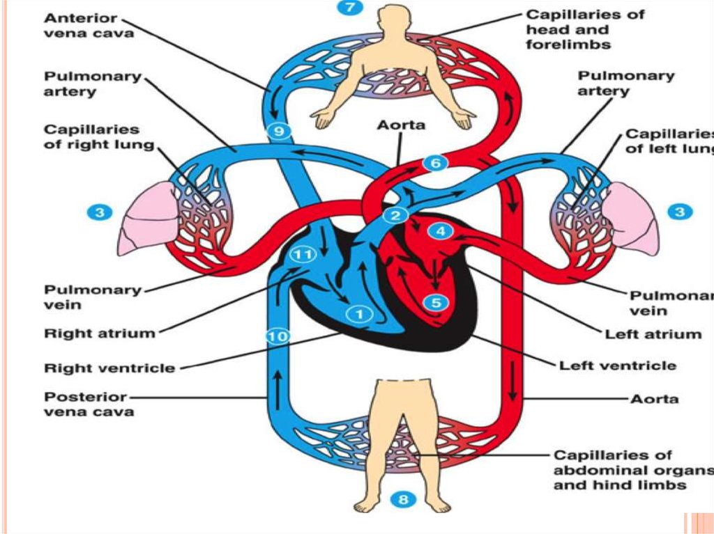 Structure of the heart valves - презентация онлайн
