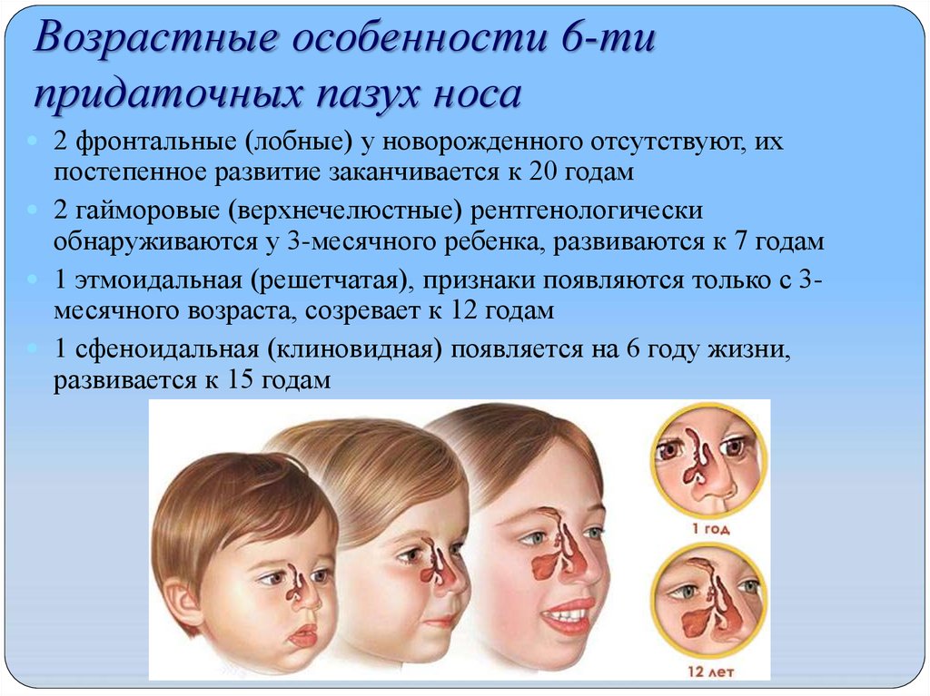 Возрастные особенности 6-ти придаточных пазух носа