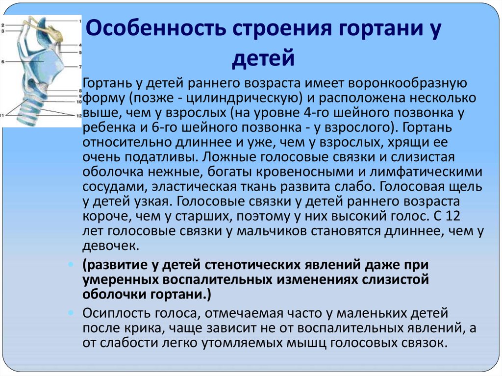 Детская гортань. Особенности гортани у детей. Особенности гортани у детей раннего возраста. Возрастные особенности гортани у детей.