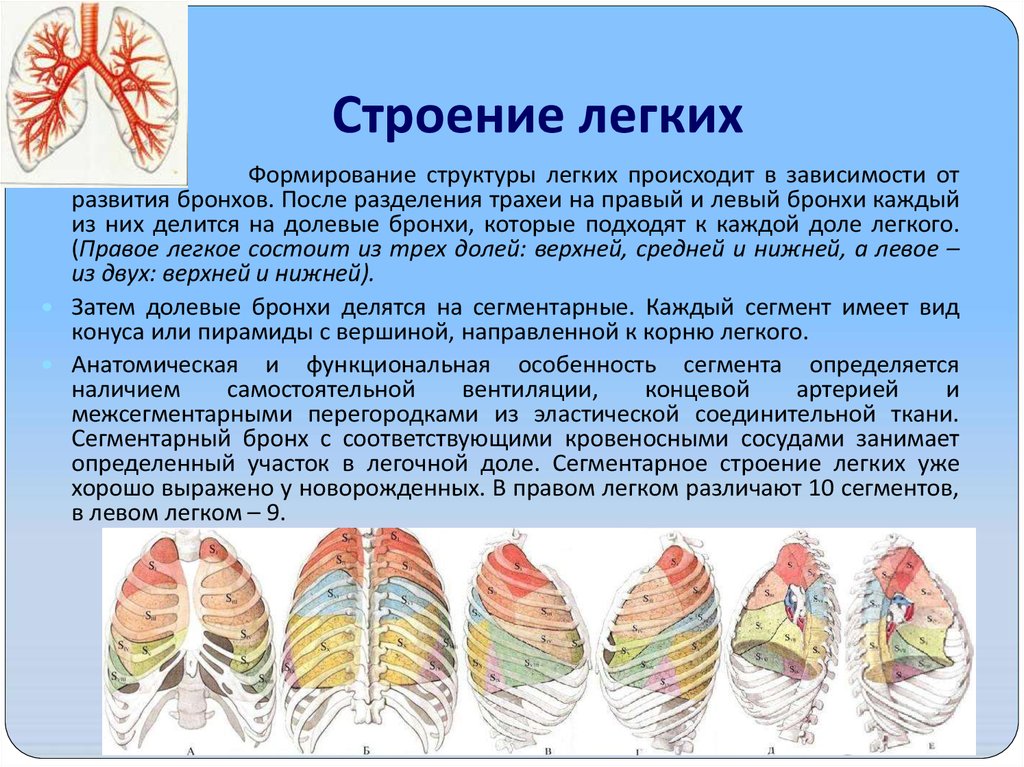 Строение легких