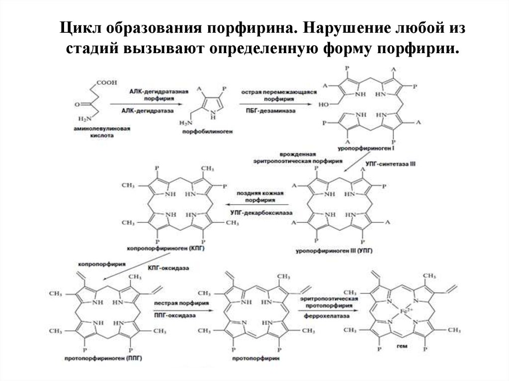 25 циклов. Синтез порфиринов. Цикл порфиринов. Порфирины биохимия. Порфириновый цикл и его производные.