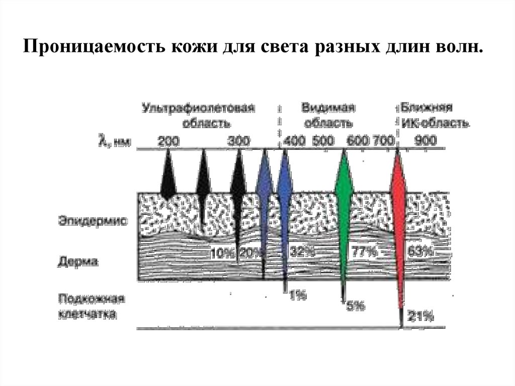 Проницаемость кожи. Проницаемость эпидермиса. Виды проницаемости кожи. Проницаемость кожи для различных веществ.